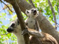 Anjas Reservat: Kattas 