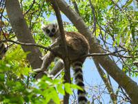 Anjas Reservat: Kattas 