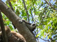 Anjas Reservat: Kattas 