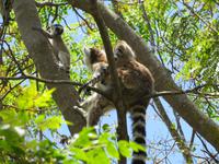 Anjas Reservat: Kattas 