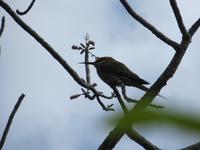 Wanderung im Isalo-Park