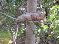 Wanderung im Isalo-Park