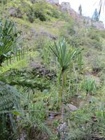 Wanderung im Isalo-Park
