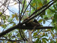 Wanderung im Isalo-Park