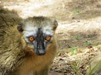 Wanderung im Isalo-Park
