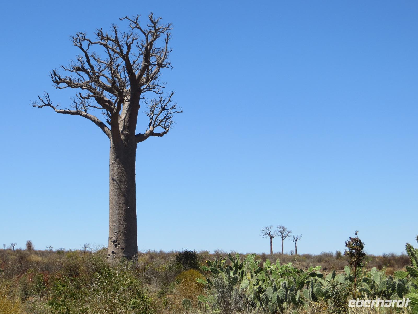 Baobabs
