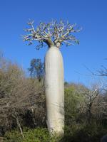 Tulear: im Botanischen Garten 