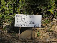 Tulear: im Botanischen Garten 