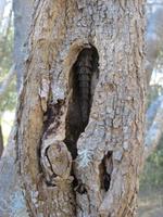 Tulear: im Botanischen Garten 