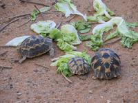Tulear: im Botanischen Garten 