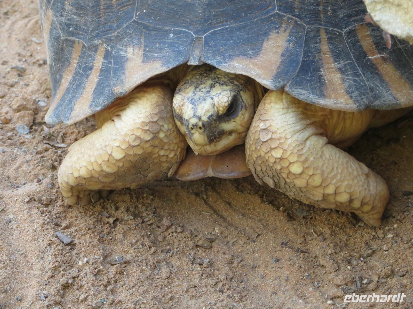 Tulear: im Botanischen Garten 