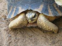 Tulear: im Botanischen Garten 