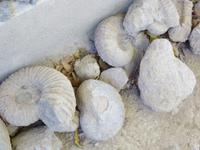 Tulear: im Botanischen Garten 