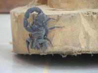 Tulear: im Botanischen Garten - echter Skorpion