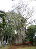 Mauritius: im Botanischen Garten von Pamplemousse 