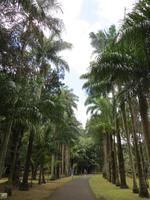 Mauritius: im Botanischen Garten von Pamplemousse