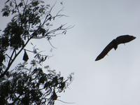 Mauritius: im Botanischen Garten von Pamplemousse - Flughunde