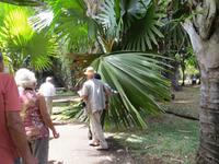 Mauritius: im Botanischen Garten von Pamplemousse