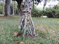 Mauritius: im Botanischen Garten von Pamplemousse