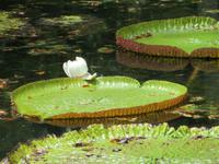 Mauritius: im Botanischen Garten von Pamplemousse