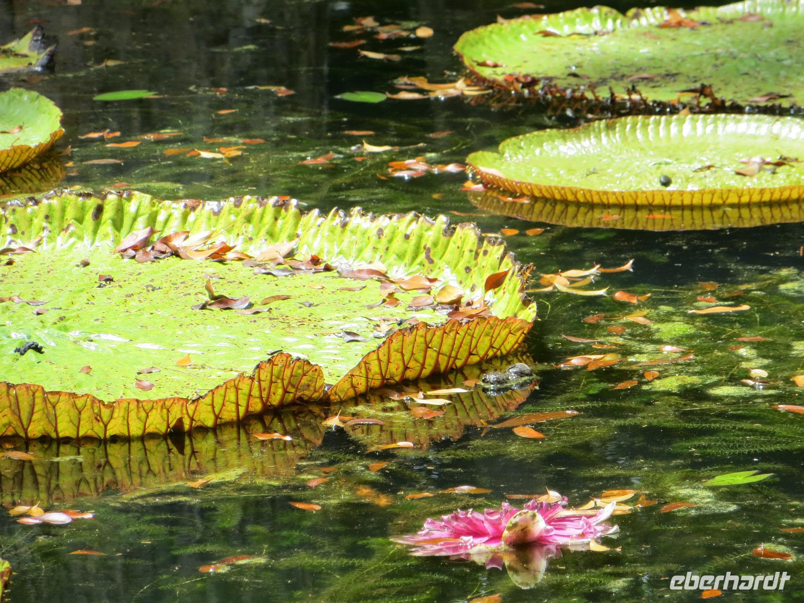 Mauritius: im Botanischen Garten von Pamplemousse