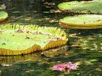 Mauritius: im Botanischen Garten von Pamplemousse