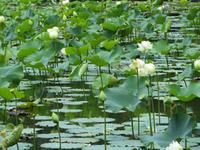 Mauritius: im Botanischen Garten von Pamplemousse