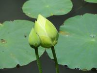 Mauritius: im Botanischen Garten von Pamplemousse