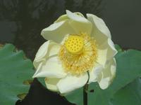 Mauritius: im Botanischen Garten von Pamplemousse