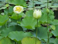 Mauritius: im Botanischen Garten von Pamplemousse