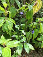 Mauritius: Wanderung im Black River NP