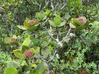 Mauritius: Wanderung im Black River NP