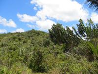 Mauritius: Wanderung im Black River NP