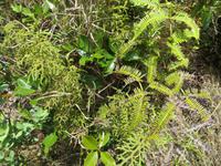 Mauritius: Wanderung im Black River NP