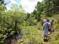 Mauritius: Wanderung im Black River NP