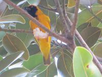 Mauritius: bei den berühmten „farbigen Erden