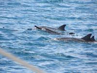 Mauritius: Katamaranfahrt