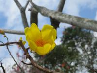 Mauritius: Teefabrik „Bois Cheri“