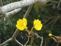Mauritius: Teefabrik „Bois Cheri“