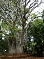 152 Mauritius - Botanischer Garten