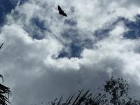 154 Mauritius - Botanischer Garten - Flughunde