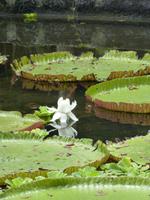 156 Mauritius - Botanischer Garten