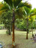 157 Mauritius - Botanischer Garten