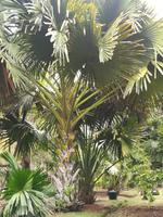 159 Mauritius - Botanischer Garten