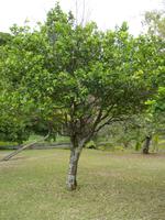 163 Mauritius - Botanischer Garten