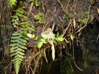 036 Madagaskar - Nachtwanderung bei Ranomafana - Chamäleon