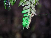 037 Madagaskar - Nachtwanderung bei Ranomafana - Chamäleon