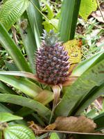 050 Madagaskar -  Ranomafana