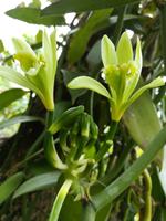 055  Madagaskar -  Ranomafana - Vanille