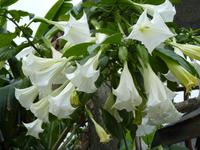 057  Madagaskar -  Ranomafana